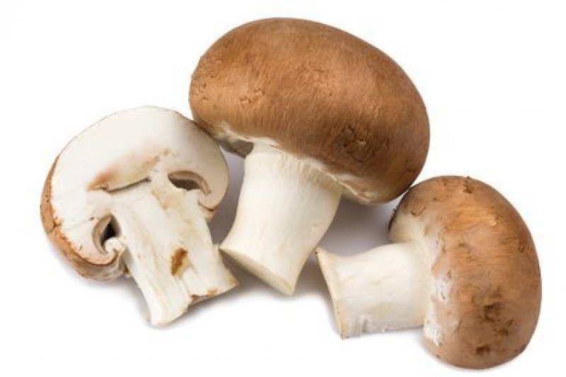 Organic brown mushroom 500 gr. Region Gran Canaria